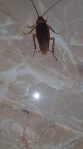 Close-up look at a common household cockroach