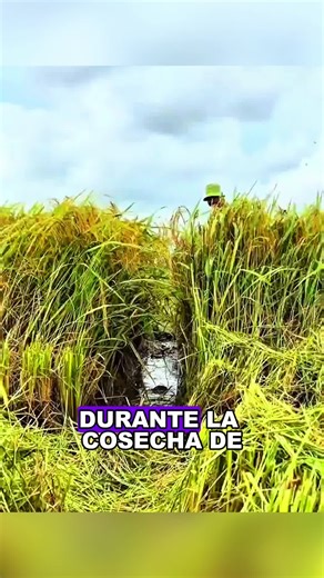 Such a large-scale capture actually targeted such small long-tailed rabbits.#animals #Foryou #Friendship #Us #fyp