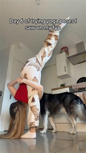Mishka getting confused at the end 🥺#alaskanmalamute #dog #yogapose #flexibilitychallenge #yoga