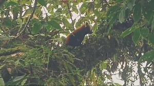1.4K views · 50 reactions | A red panda filmed for the first time in Chilim Laure Community Forest, Khotang district! | Red Panda Network | Facebook
