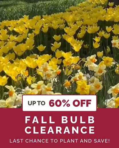 Up to 60% Off Fall Planted Bulbs 🌷 Don't wait! Get your fall bulbs in the ground before the first frost for beautiful blooms by early spring. Get a head start on your Spring garden now 🌷 Enjoy Earlier Spring Color 💐 Longer, More Vibrant Bloom Season 🪴 Stronger Roots for Years To Come | Eden Brothers