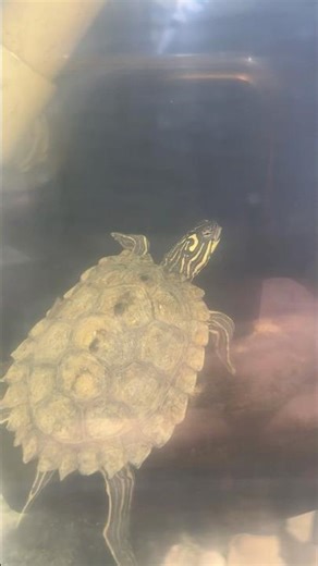 Aquatic turtle look. We keep a few aquatic turtles here at the tortoise spot. So majestic. 💚