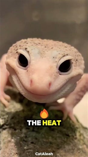 Barking Gecko: The Tiny Lizard That Sounds Like a Dog 🦎🐕 #Shorts #animalshorts #gecko #africananimal