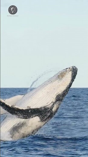 The song of the humpback whale #whale #ocean #animals