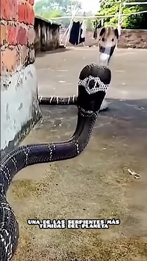 Cobra India: la serpiente que todos temen