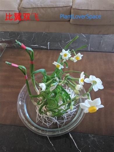 水仙花押花作品: 月面纱 Pressed Daffodil Artwork: Moonveil #gardening #art #painting #flowers #walldecor