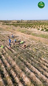 FAZENDA MAXI JUNTOS DESENVOLVEMOS ANGOLA! A “Fazenda Maxi” é um programa exclusivo promovido pela Maxi que estabelece parcerias com produtores locais, com o objectivo de desenvolver a produção nacional e tornar acessíveis a toda a população os melhores produtos agrícolas. Os produtores que pertencem ao programa “Fazenda Maxi”, entre outros apoios, beneficiam de formação e aconselhamento técnico durante todo o processo produtivo, na planificação e no acompanhamento das culturas da sementeira à co