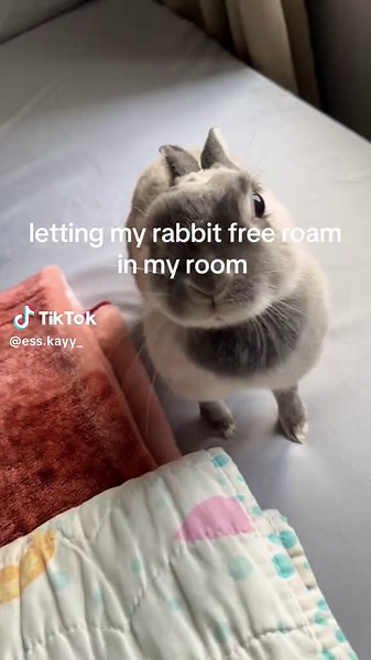 Letting My Rabbit Free Roam in the Room
