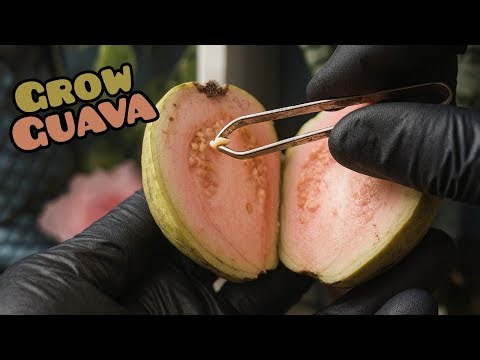 Plant Guava in Pot at Home 🌱 Secret Trick to Grow Guava Faster!