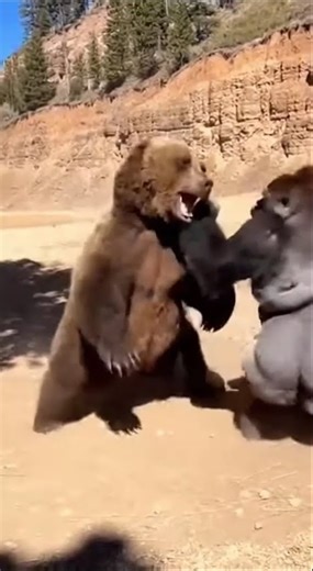 The Ultimate Fight: Silverback Gorilla vs. Brown Bear.シルバーバックゴリラ対ヒグマ