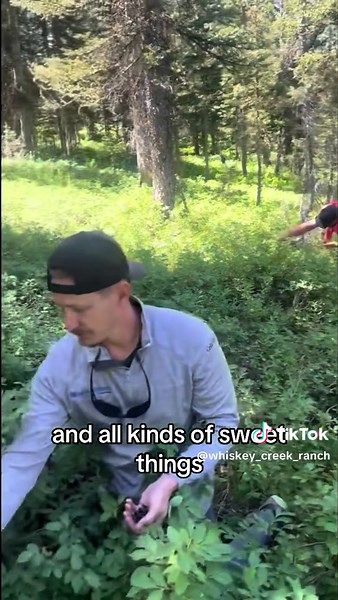 Huckleberries: A Wild Treasure from the Mountains