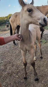 Our new colt is so lovely! 🥰 He could be in your pasture at weaning! He would make a lovely stallion prospect as well and could be homozygous black and/or homozygous agouti. 2025 Buckskin Missouri Foxtrotter Colt Sired by Titan's Conquest Details at www.TXMFT.com #titansconquest #foalingseason2025 #missourifoxtrotterbreeding #trailhorse #ridetheglide | TXMFT.com