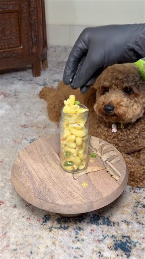 Choco eats on Instagram: "POV: You’re dogs makes his pasta! . . . Here we made our dog pasta using only 3 ingredients, and it turned out to be best than ever, must try (Dogs of instagram, Choco, poodle, animal videos, funny videos, fyp, viral videos, pet parents) #chocoeats #dogsofinstagram #poodle #asmrdog #funnyanimalvideos #fyp #funnyvideos #petparents"