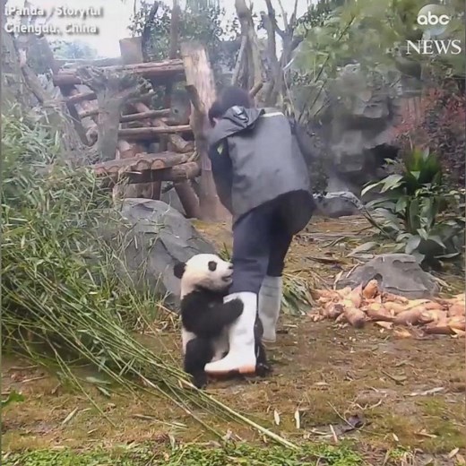 Playful panda gets clingy with zookeeper