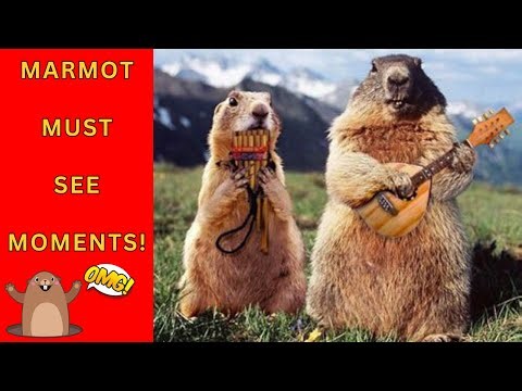 COMPILATION: Marmot Madness: The Funniest Marmot Videos on the Internet!