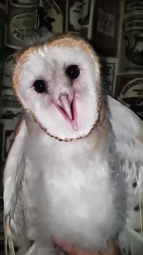 Top 10 SCARIEST Animals On The Planet 👻 #animalworld #animalsoftiktok #animals #factsdaily | Nature Smackdown