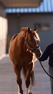 We are officially TWO WEEKS away from the first collection day of the 2026 breeding season! Planning on embryo transfer or ICSI this year? Call the office to get an embryo transfer contract and reserve your recip. You do not have to breed to an RVR stallion to utilize our breeding services! 📞 405-449-7575 📧 info@royalvistaranches.com www.royalvistaranches.com #quarterhorses #royalvistaranch #quarterhorseracing #barrelracing #horsesofinstagram | Royal Vista Ranch, LLC