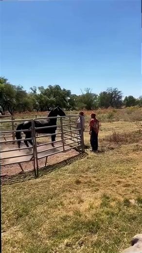 Evaluating Farrier Services: Rate Your Experience 1/10