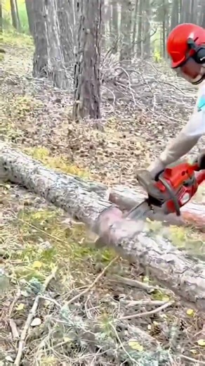 Professional Logger Using Chainsaw to Buck Fallen Pine Tree in the Forest