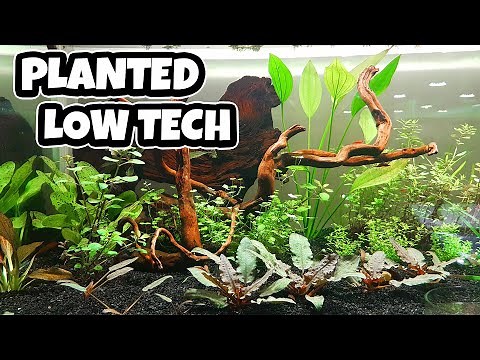 Low Tech Planted Tank (How to setup)