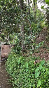 Seperti kembali jaman dulu melihat jamban di atas kali #nostalgia #suasanapedesaan | Ahmad Muhammad