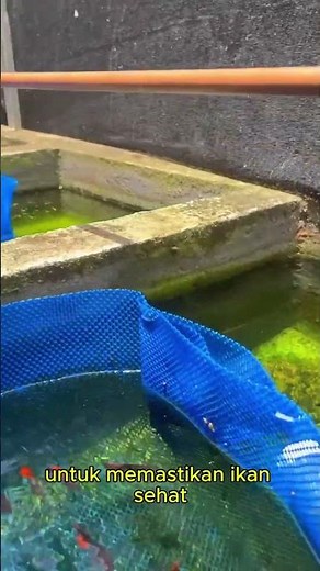 One Thing You Must Do Before Buying New Guppies #GuppyFish #FishQuarantine #GuppyTips