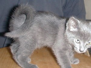 American Ringtail - Alchetron, The Free Social Encyclopedia