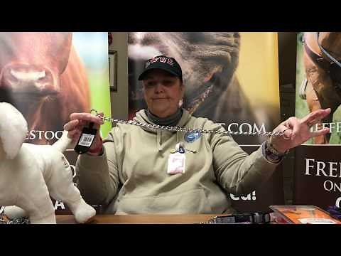 How to Safely Use a Choke Chain for Dog Training | Jeffers Pet