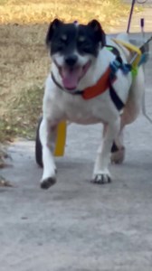 1.5K views · 112 reactions | Sometimes we come across a dog in a...