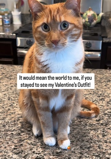 Stylish Cats on the Catwalk for Valentine's Day