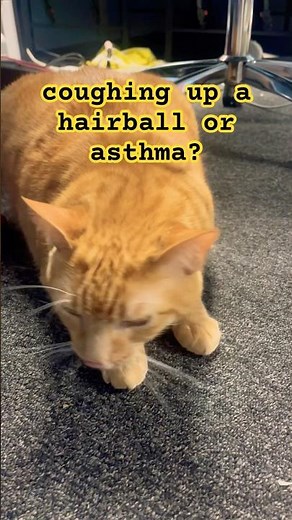 cat asthma or coughing up a hairball? does anyone else’s cat do this?