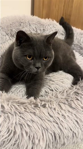 Happy cat purrs loudly. #cats #purr #catvideos #cutecat #cute