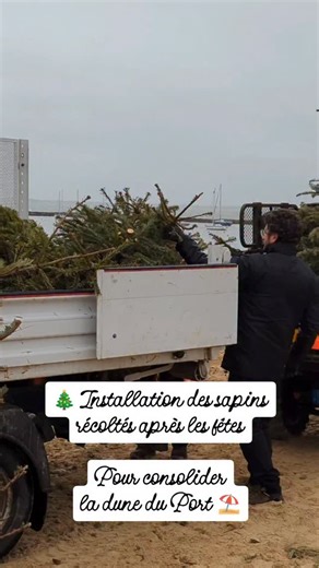 Les équipes de la Ville sont à pied d'œuvre pour installer les sapins récupérés sur les points de collecte après les fêtes de Noël, afin de consolider la dune du Port d'échouage #pornichet #monpornichet #dune #port | Ville de Pornichet