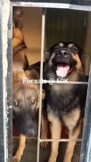 3 GSD dogs for sale each @ 50K