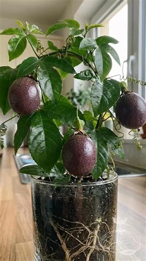 Ai Like Plants | ASMR plants on Instagram: "POV: You’re watching the most alien-looking flower on Earth turn into a snack. 🌸➡️🍈 The geometry of a Passion Fruit bloom is just insane! Wait for the flower to explode! ✨👇 #passionfruit #naturetimelapse #exoticplants #satisfying #bloom #flowerpower"