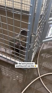 758K views · 10K reactions | #dogs #dogsoftiktok #mouse #help | Judith Coleman | Facebook