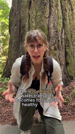 how tall can redwoods grow?