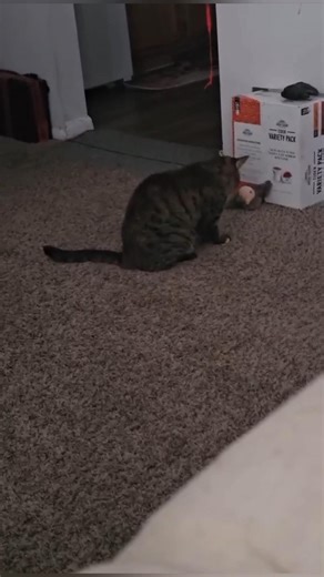 🐦🎶 Watch them chase, pounce & play with our Electric Sound Simulation Bird Toy. 😺✨ #smartcats #catty