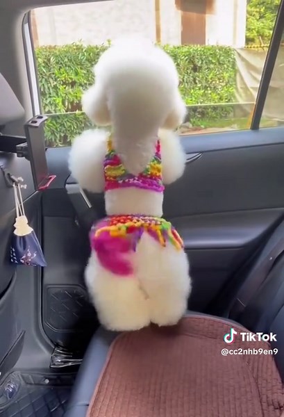 Beautiful dancer#dog #dogsoftiktok | dancing dog