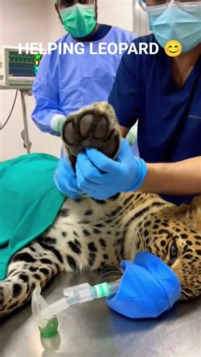 Watch a Leopard Being Helped in the Wild – Amazing Animal Rescue!#viral #youtubeshorts