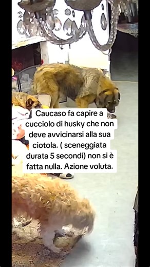 Caucaso insegna cucciolo Husky a rispettare la ciotola
