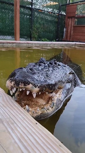 Good morning and happy weekend from Seven the Alligator! That hiss is meant to be intimidating, and it’s working! We’ll just leave him be for now. 🐊 VIA:Snakeaholic #seventhealligator #EHP #alligator #florida #gator #evergladesholidaypark #floridalife #gatorboys #adventure #snakeaholic #wildlife | Everglades Holiday Park