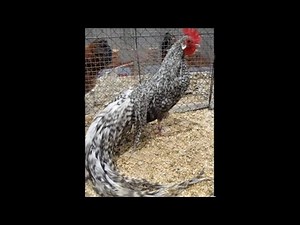 Zwerg-Phönix gesperbert, Europaschau Leipzig 2012