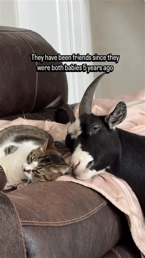 Black Goat Farm Sanctuary on Instagram: "This happens multiple times a day. Nora and Audrey cuddles 🥹. Nora was found as an orphaned newborn kitten and came to us at hours old. She was bottle fed around the clock and grew into the beautiful cat you see today. Audrey came at a few months old due to hind end mobility issues. She needed a cart for months, and when she was struggling to walk, Nora would keep her company. The two would cuddle quite a bit and still do. They are about 4 months apart i