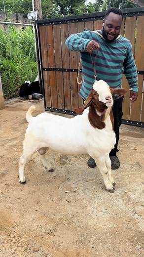 Boer buck #forevergrateful #livestockfarming #jamaica #boerlove #truebeliever #fyp @👑SirGugsFarm🐐 @Firesyde Genetics @Hillside farms 🐐 @KA&E Farming Enterprise @Hooves in the Hills Goat Farm @FarmerKhalil