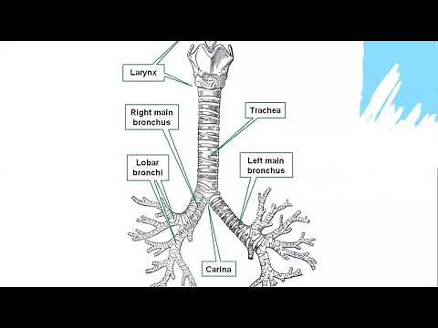 Gross anatomy Thorax Tracheobronchial tree & Lungs 01