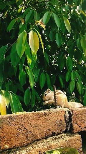 new song.. whatsapp status song|shorts | #short #ytshorts