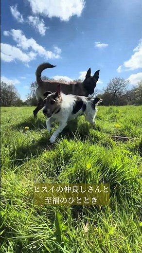 【犬の社会化】超小型犬とあそぶ、ベルジアンシェパード・マリノアがこちら💁
