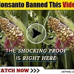 The Vegetable Families: Who’s Who in the Vegetable Garden - VegetableGardenHub.com