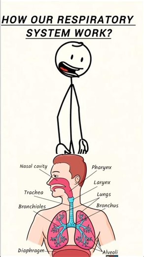 How our respiratory system works?